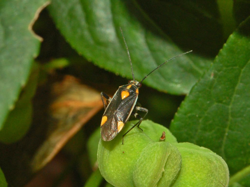 Questi cosa sono? Capsodes flavomarginatus